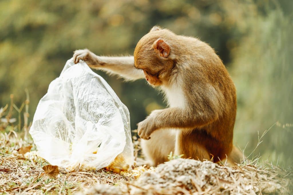 ‘From the City to the Countryside’: Greenpeace Raises Alarm After Microplastic Found in 85% of Hong Kong Wild Mammal Feces Samples