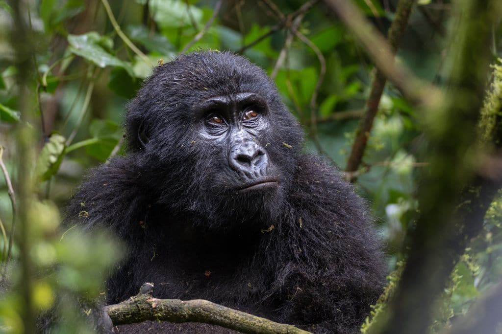 The Precarious Existence of Critically Endangered Gorillas