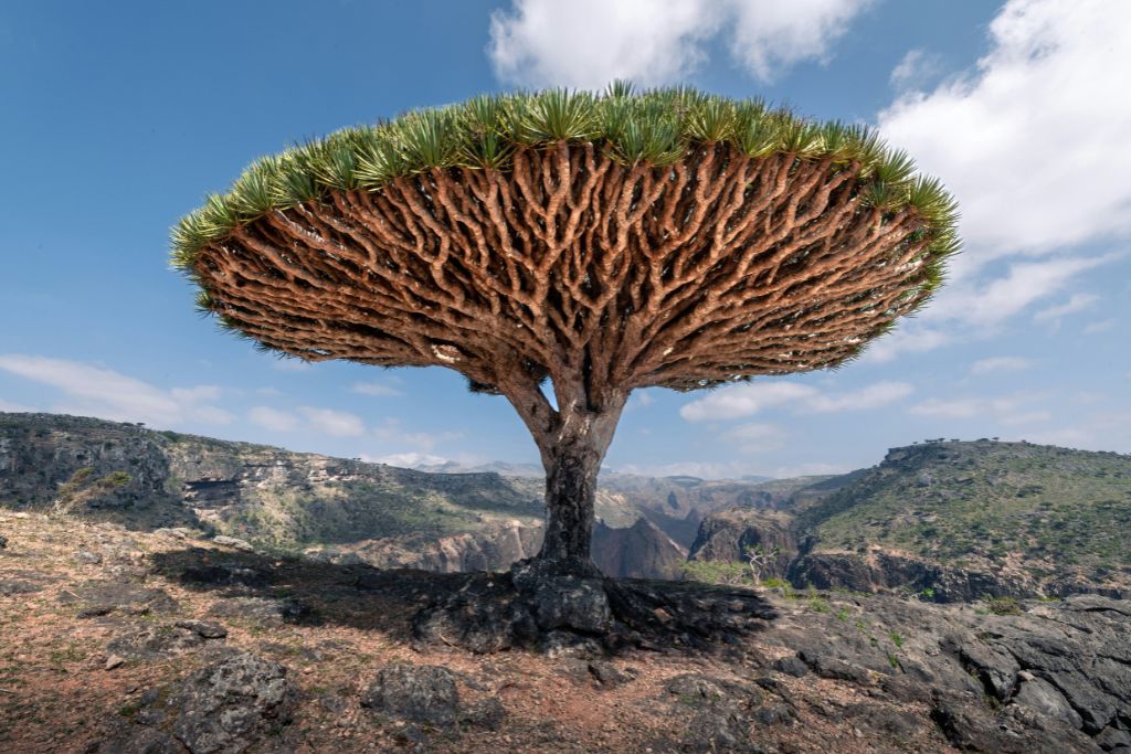 A Dragon Blood tree in the middle of a rocky area on Socotra Island, Yemen.