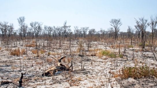 7 Solutions to Biodiversity Loss