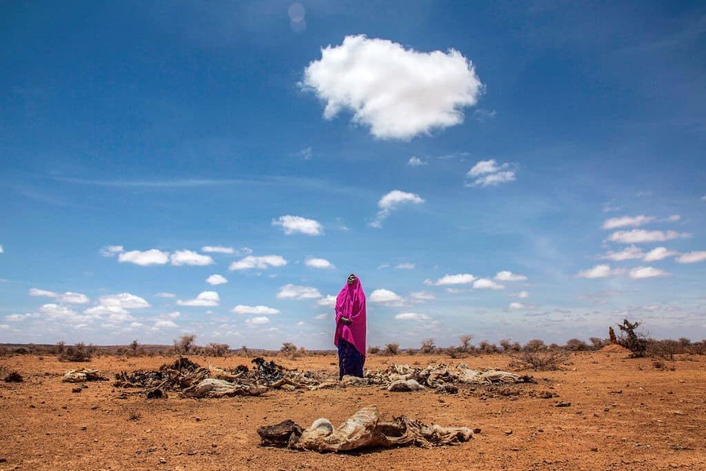 Amina Suleiman Gas, 45 stands amidst the carcasses of her dead animals, piled for burning outside the compound where she has lived for 10 years in Barwako village 20kms into the desert from Anaibo Town, central Somaliland. She sent most of her livestock west with her neighbor in November 2016 when the drought began to get worse and fears they have not survived, she was left with 12 animals. Barwako was a village of 100 families but 245 more have come in from the surrounding area because of the drought. At least 6.2 million people, more than half the population, needed assistance after 4 consecutive seasons of failed rains over 3 years have left the region depleted of all its resources and experiencing a drought on a scale not seen since 1974 and was on the verge of famine.