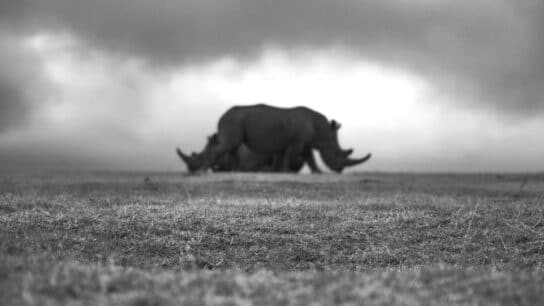 EXCLUSIVE: In Pictures – Close Encounters of White Rhinos