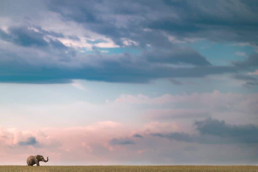 Elephant