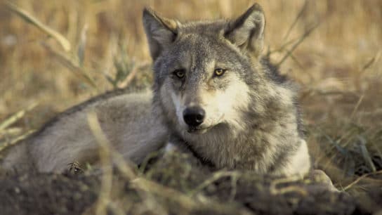 How the US Is Helping Safeguard Genetic Diversity in Endangered Species