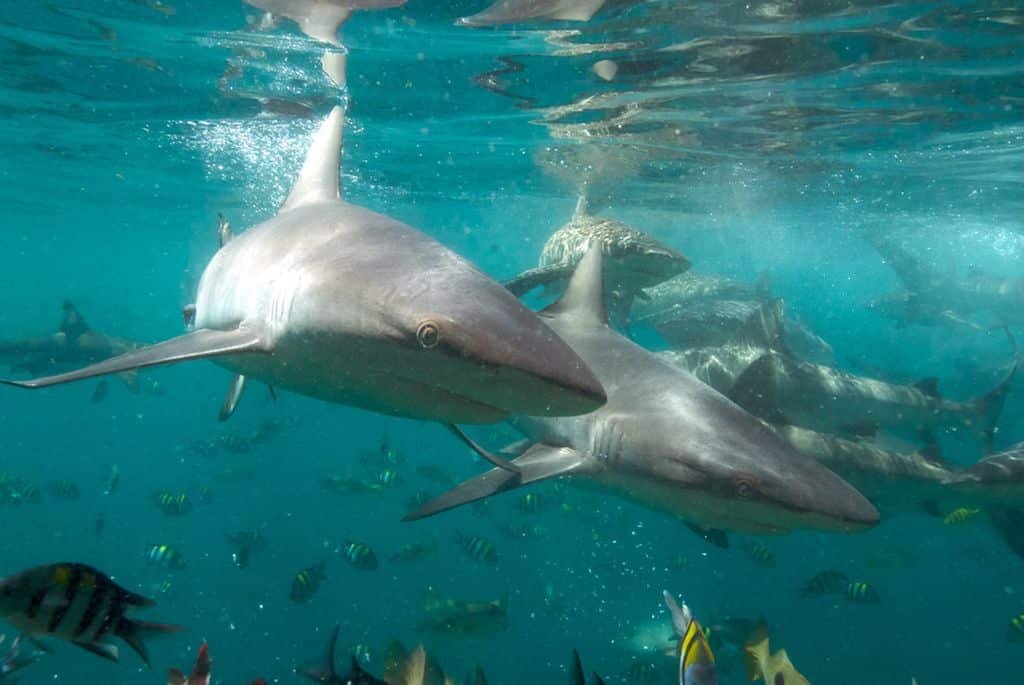 Shark feeding