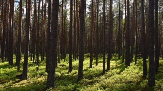 Deforestation in Russia: Depleting the Lungs of the World