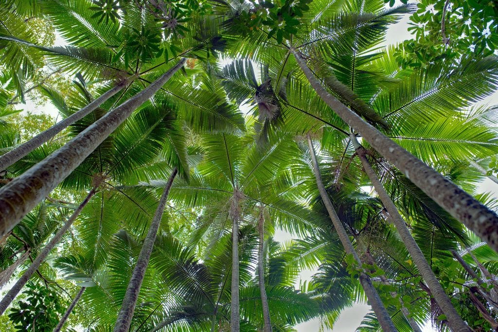 From Dead Palms to Sustainable Energy Solutions: How Asia Is Maximizing Biomass Fuel