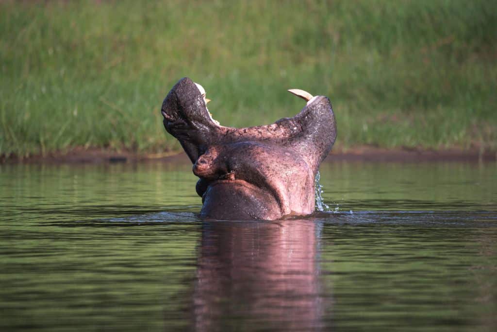 A hippopotamus in Namibia.