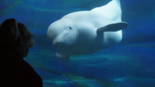 Beluga Whales Have Complex Social Networks- Study