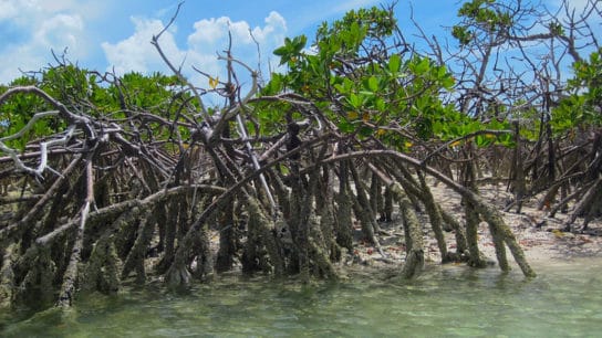 Blue Carbon Credits Emerge as Potential New Market for Global Sustainability