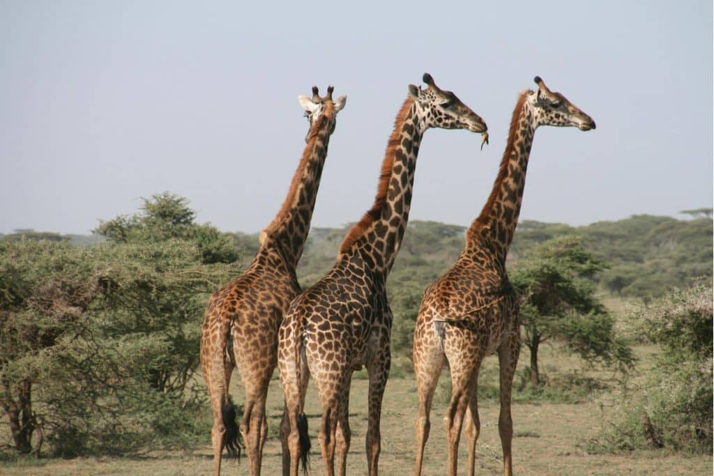 Majestic giraffes roam the savannah, embodying the beauty of wildlife
