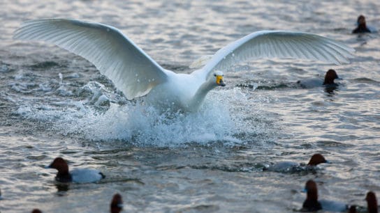 Bird Protection Group to Go Ahead With Controversial £9.2m Mice Culling Project This Year
