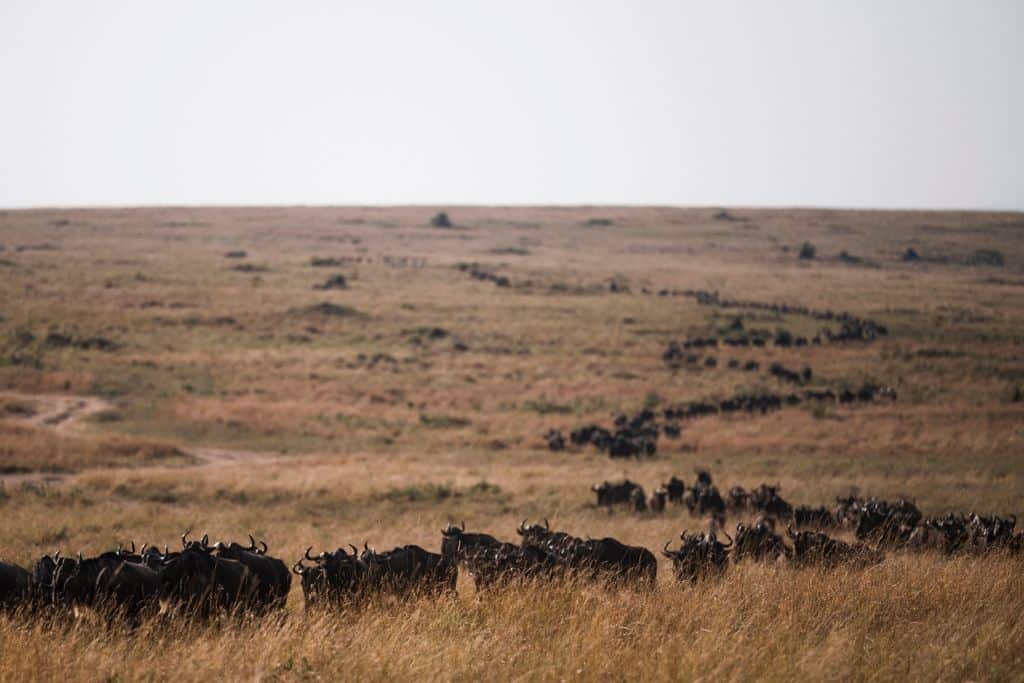 Wildebeest migration in Kenya.