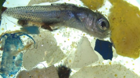 The Risks of Microplastics to Our Health and Marine Ecosystems