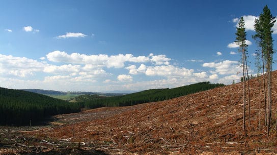 Why Ecocide Should be an International Crime