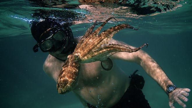 environmental films on netflix, my octopus teacher