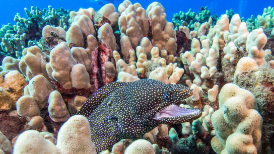 Where Is This Coral-Killing Seaweed Coming From?