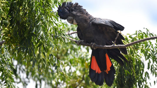 Australian Coalition Fails to Meet 5-Year Goals to Save Most Endangered Species