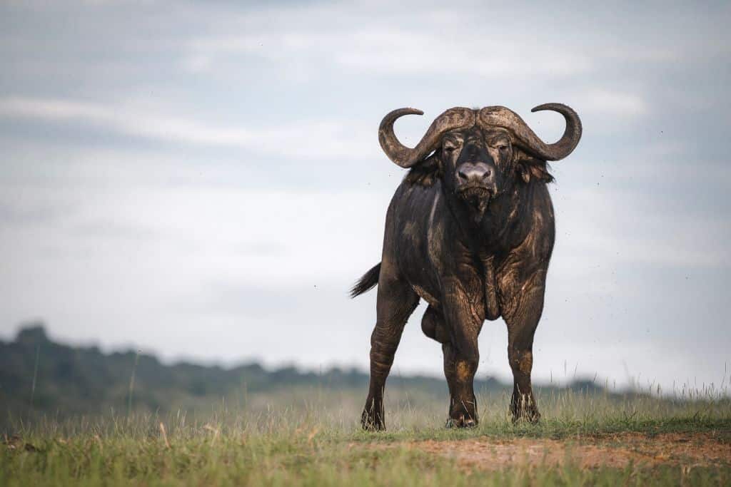Buffalo in Namibia