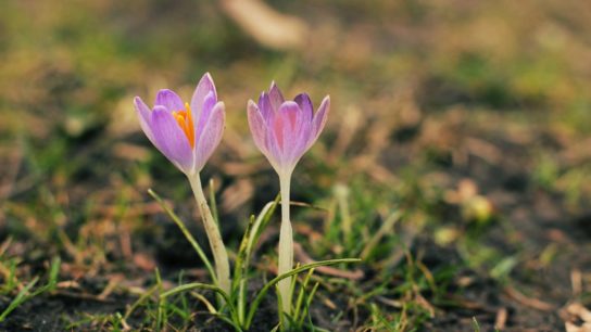 Recomposition: A New Life After Death