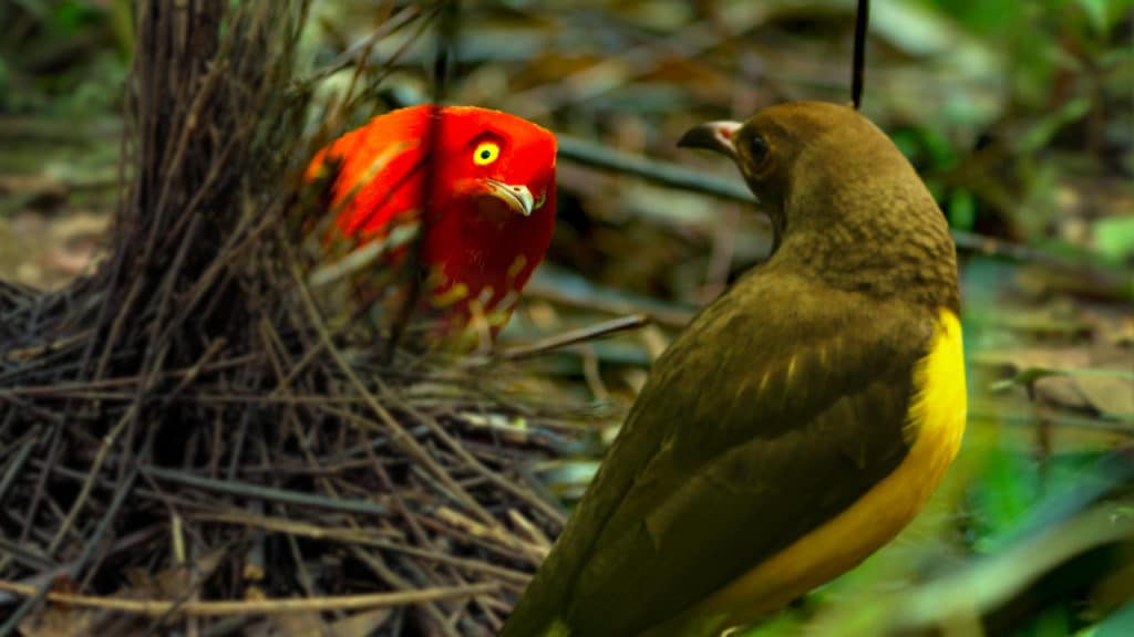 environmental films on netflix, Dancing with Birds