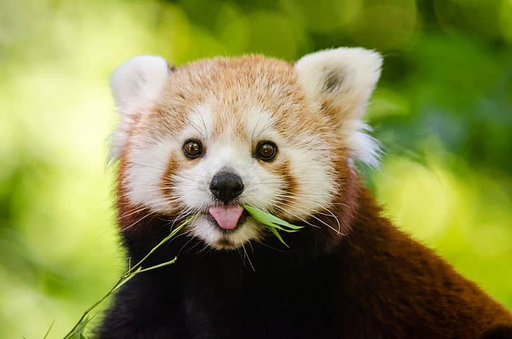 red panda.