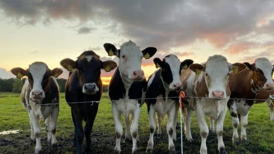 Cow Burps And Global Warming: What’s the Link?