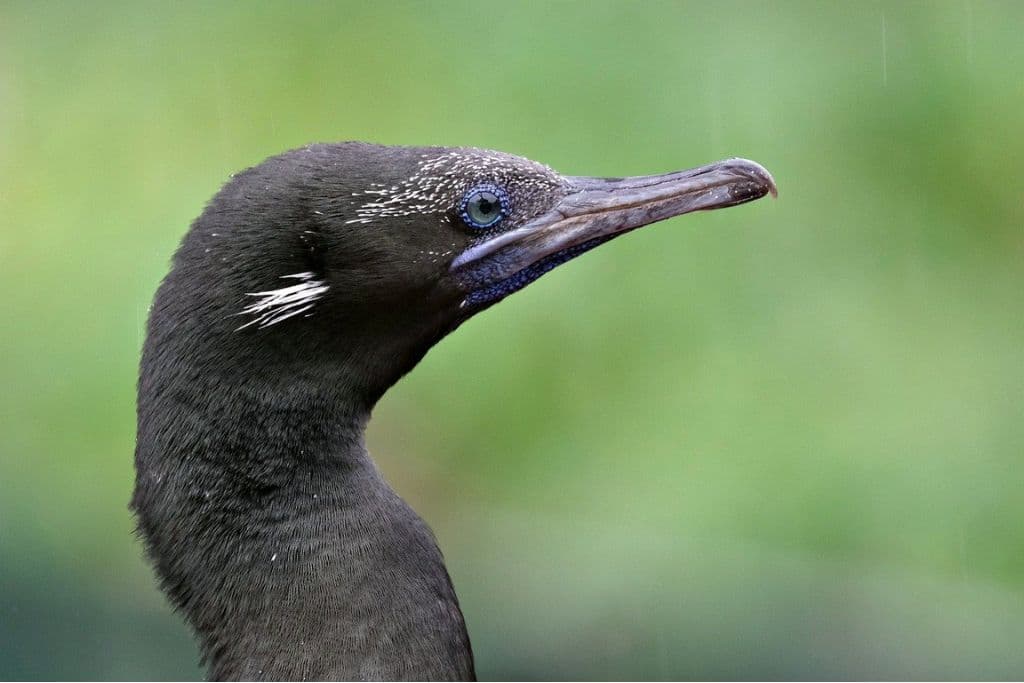 The Socotra cormorant; Phalacrocorax nigrogularis