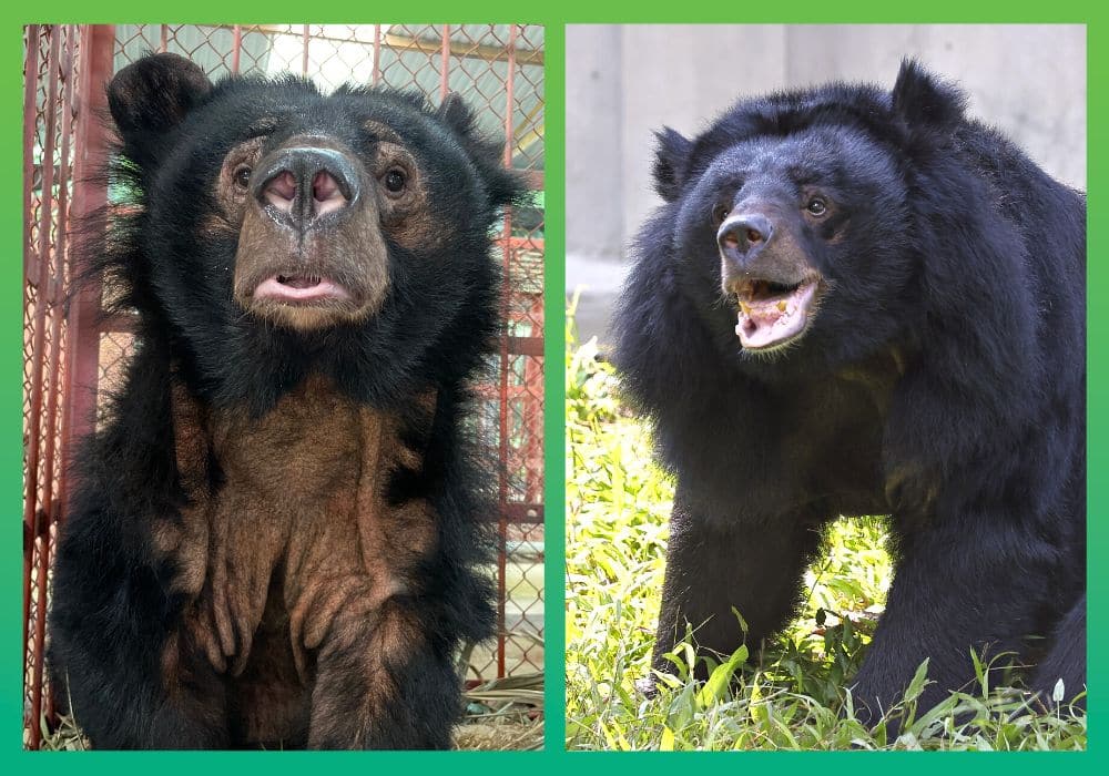 endangered Moon Bear saved by Animal Asia