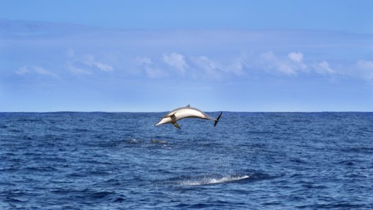 Western Indian Ocean Region Has Designated 550,000 Sq Km as Protected
