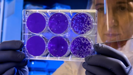 How the Climate Crisis is Linked to Disease