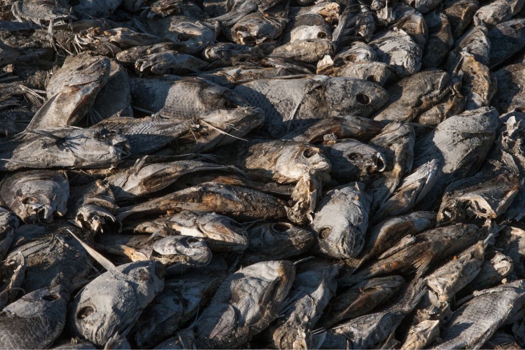 What Are The Consequence Of Biodiversity Loss?