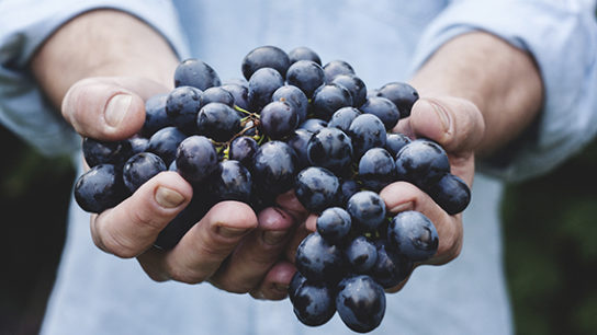 Climate Change is on Our Plates