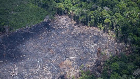 Fire Is Not the Only Threat Amazon Forest Faces