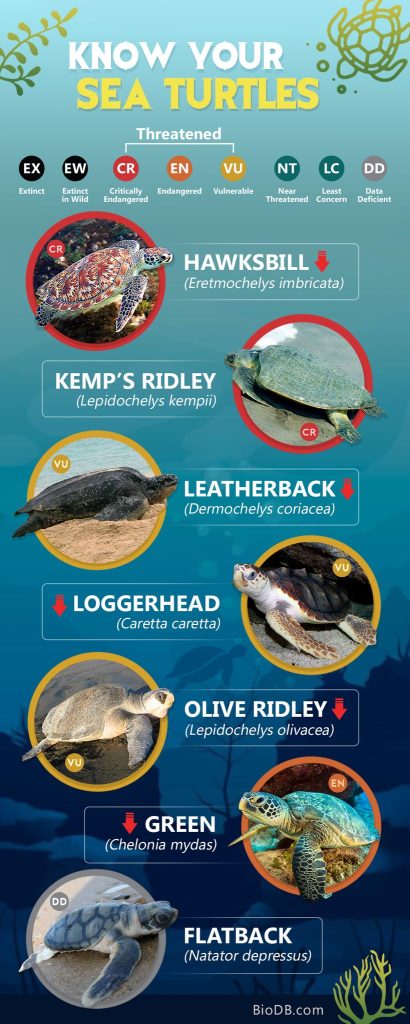 Know your sea turtle; different types of sea turtles classifies by status