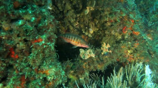Artificial Reefs in Northern Morocco: An Underwater Oasis to Protect Marine Biodiversity