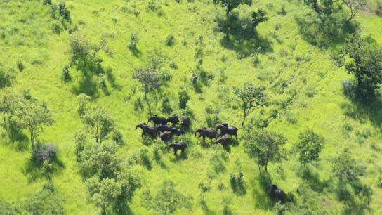 How Africa’s Fourth-Largest Nature Reserve Turned Tide on Deadly Ivory Poaching