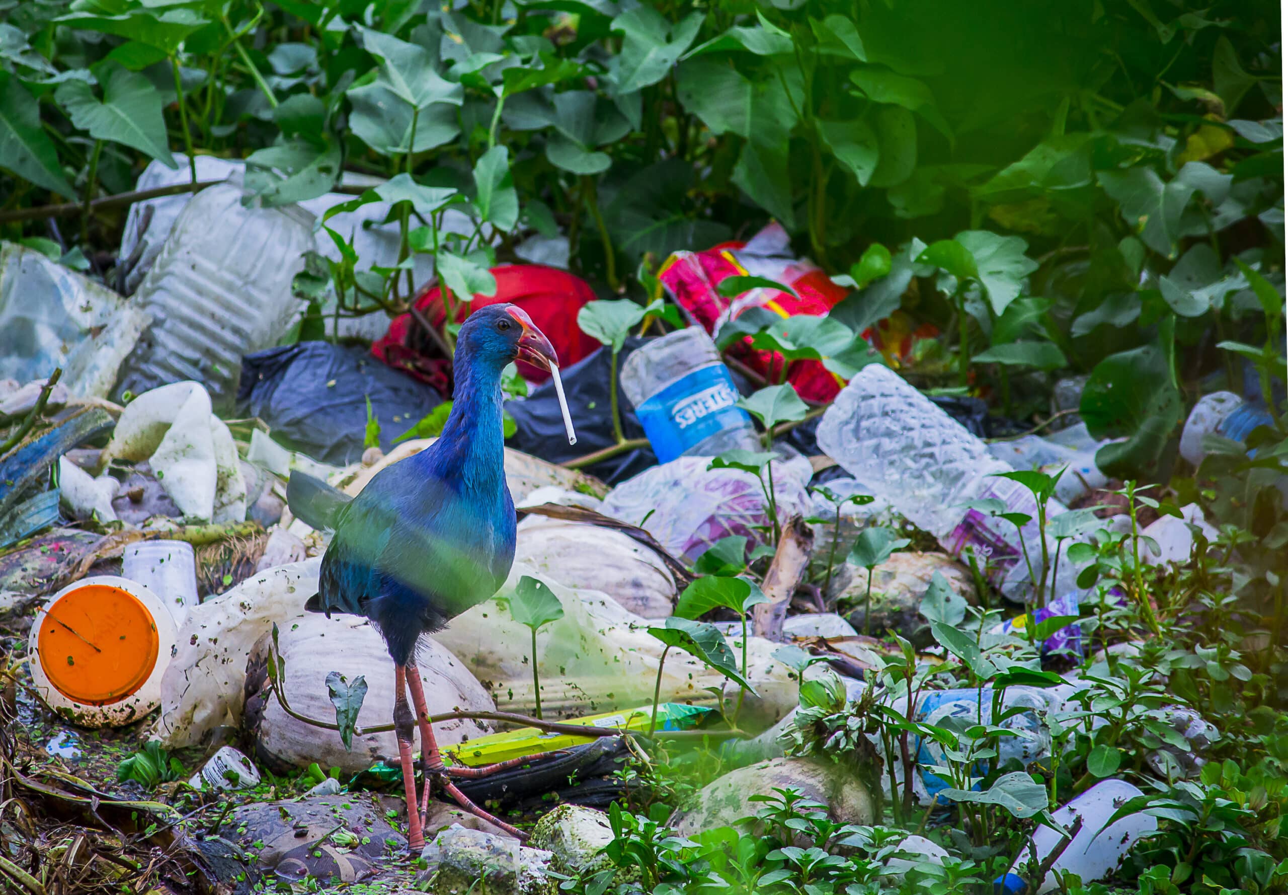 plastic pollution; nature plastic waste