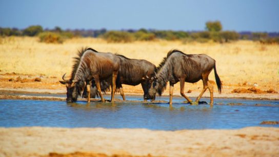 Why Climate Change May Not Be a Threat to Groundwater in Africa