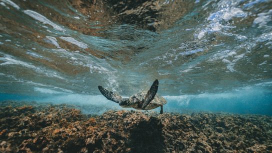 The Philippines’ Marine Biodiversity Faces Decimation
