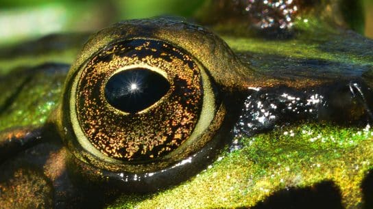 Launch of Global Biodiversity Framework Fund Marks Pivotal Moment In the Fight Against Biodiversity Loss