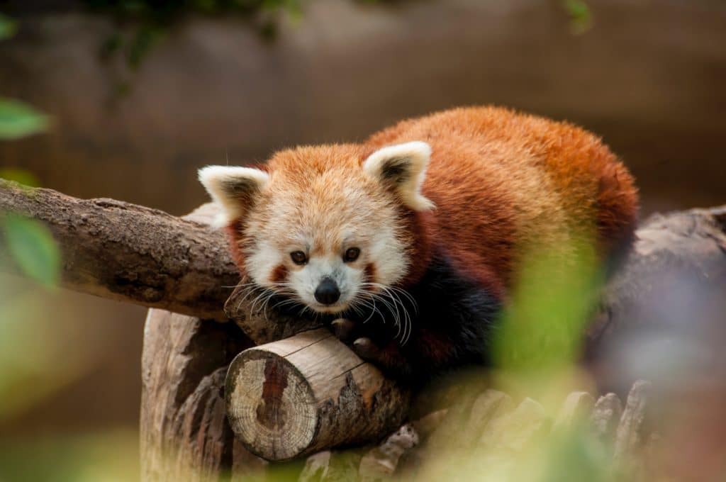 The Untold Story of Red Pandas