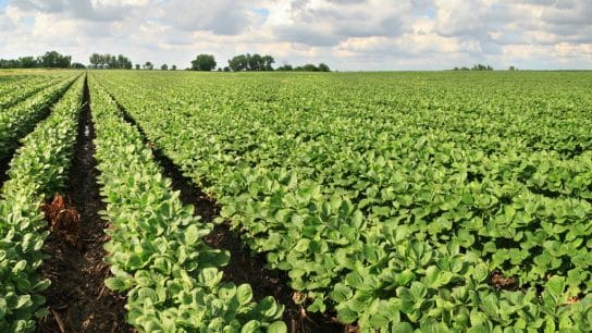 Optimising Food Crops Can Help Nourish the Earth and its People