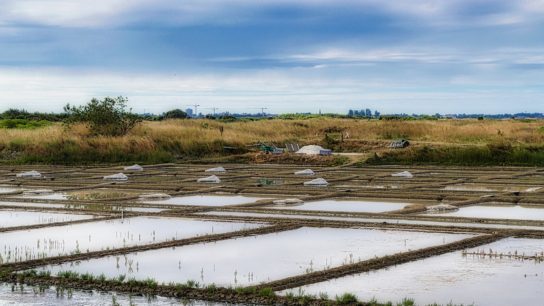 Microplastics Get Trapped in Salt Marshes, Reveals History of Human Plastic Use – Study