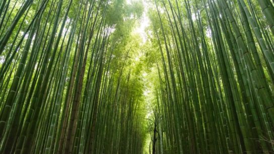 Climate Change Mitigation: How Drinking Your Coffee From a Bamboo Cup Can Make a Difference