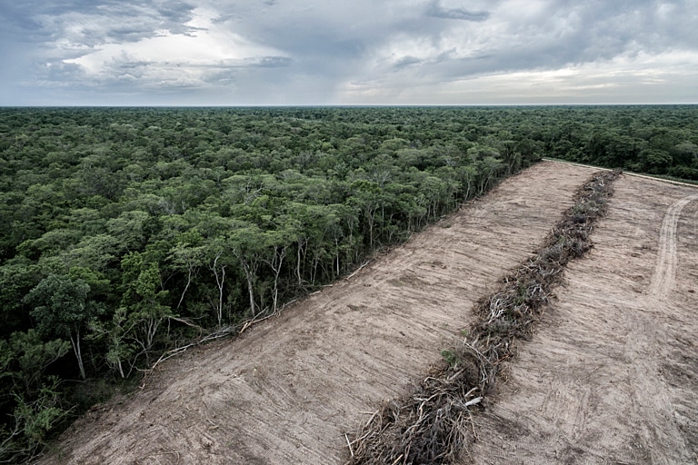 Explainer: All You Need to Know About the EU Deforestation Regulation 
