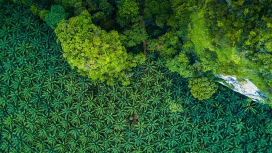 Indonesia Bans Palm Oil Exports Amid Surging Global Food Inflation