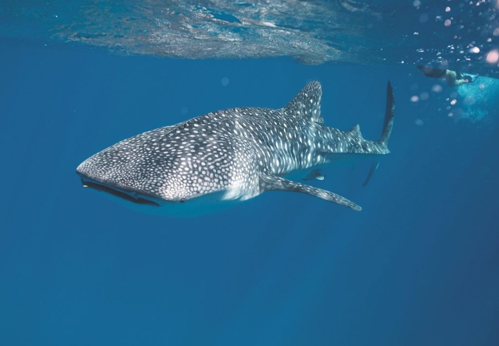 Shark.