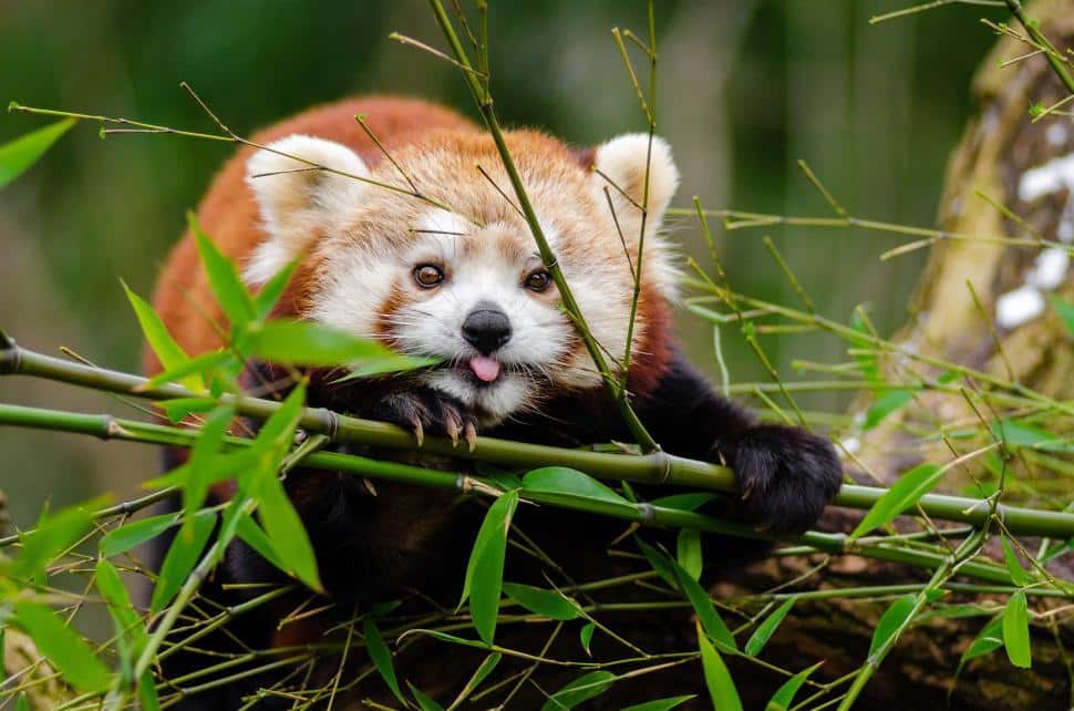 red panda.