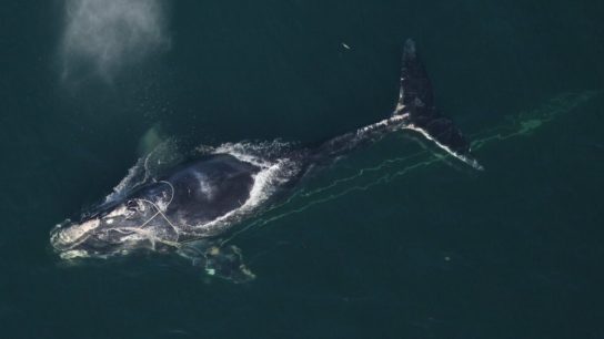 Off and On Again Protections: Will the North Atlantic Right Whale Survive the Legal Wrangling?